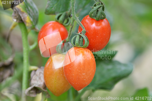 Image of Fresh red tomatoes