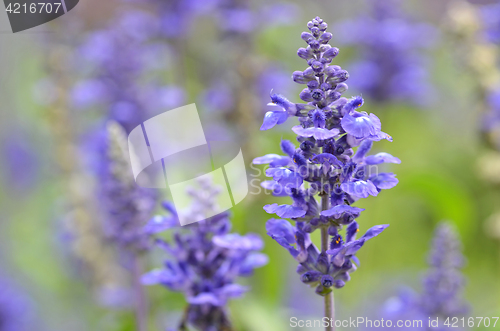 Image of Blooming blue bugleweeds Ajuga