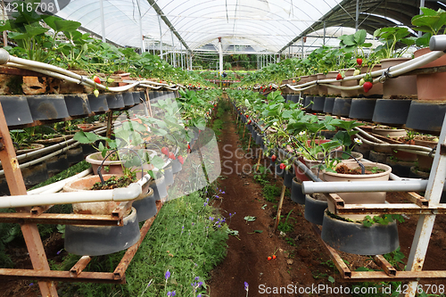 Image of Fresh strawberries that are grown in greenhouses