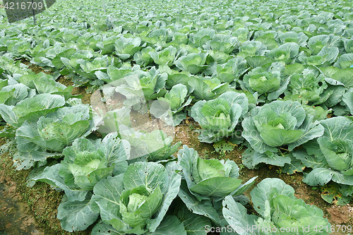 Image of Rows of grown cabbages in Cameron Highland