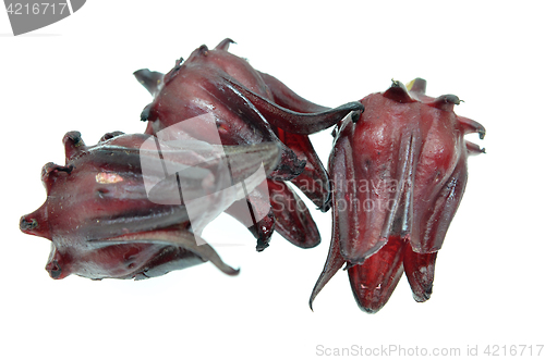 Image of Hibiscus sabdariffa or roselle fruits