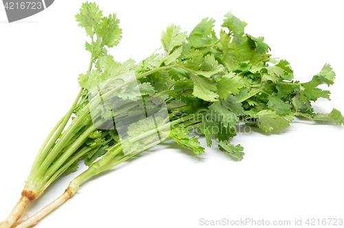 Image of Fresh coriander bunch