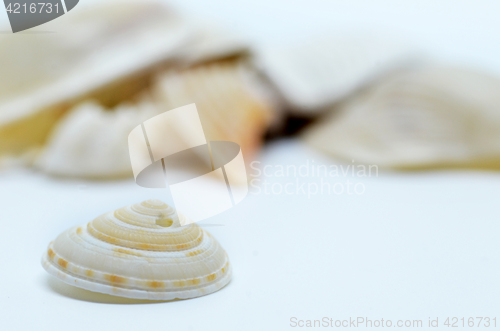 Image of Sea shell isolated on white