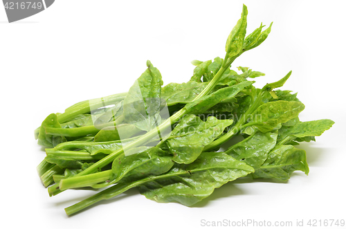 Image of Green Ceylon Spinach