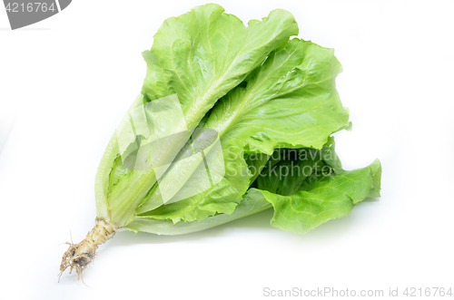Image of Green Chinese lettuce