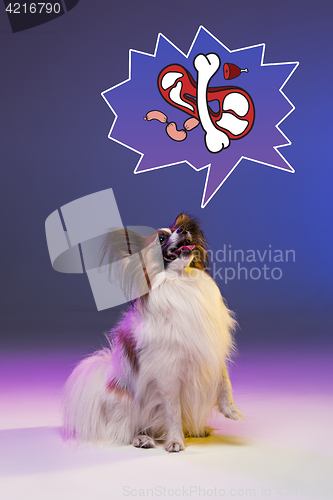 Image of Studio portrait of a small yawning puppy Papillon