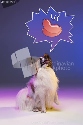 Image of Studio portrait of a small yawning puppy Papillon