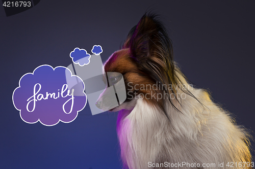 Image of Studio portrait of a small yawning puppy Papillon