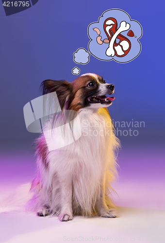 Image of Studio portrait of a small yawning puppy Papillon