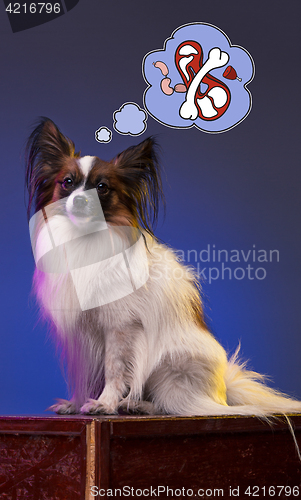 Image of Studio portrait of a small yawning puppy Papillon