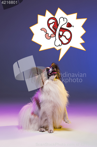 Image of Studio portrait of a small yawning puppy Papillon