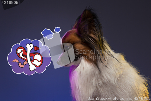 Image of Studio portrait of a small yawning puppy Papillon