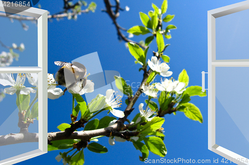 Image of window to spring blossoming tree and bumblebee