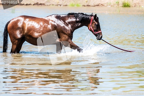 Image of Horses at pond