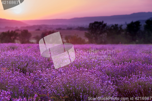Image of lavender plantation at sunset.