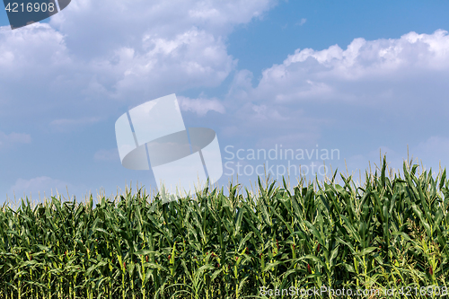 Image of Corn field against the sky