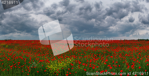 Image of poppy field against the sky