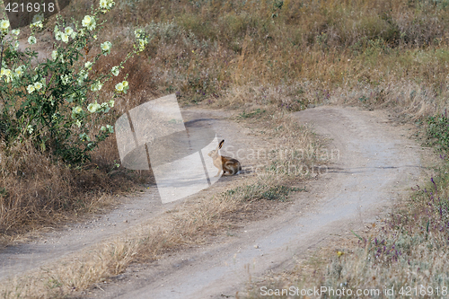 Image of Hare on steppe road