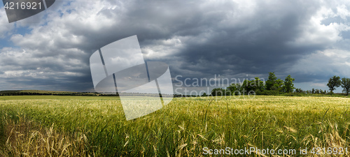 Image of Panorama ripening wheat field
