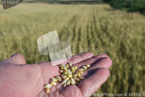 Image of Agronomist is holding grain