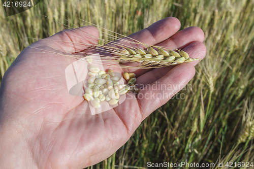 Image of Agronomist is holding grain