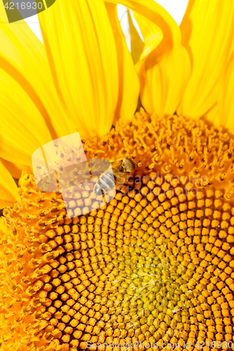 Image of Honey bee on sunflower.