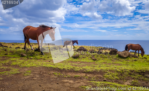 Image of Horses on easter island cliffs