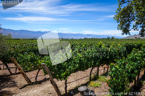 Image of vine field in cafayate, Argentina