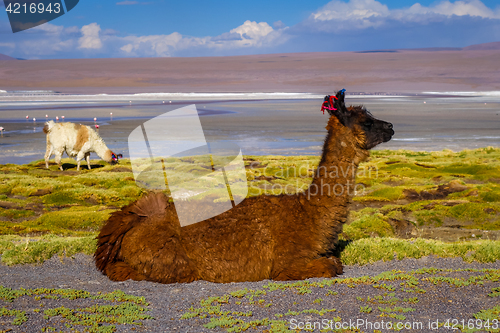 Image of Lamas herd in Laguna colorada, sud Lipez Altiplano reserva, Boli