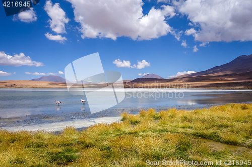 Image of Pink flamingos in altiplano laguna, sud Lipez reserva, Bolivia