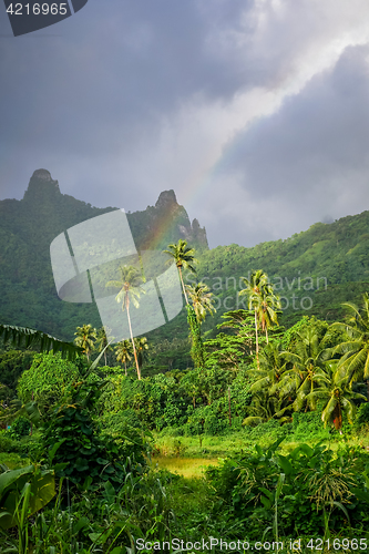 Image of Rainbow on Moorea island jungle and mountains landscape