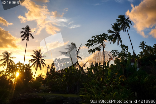 Image of Palm tree at sunset in Moorea island