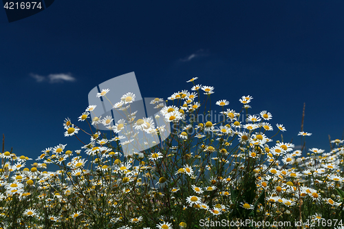 Image of Daisies closeup on blue sky background.