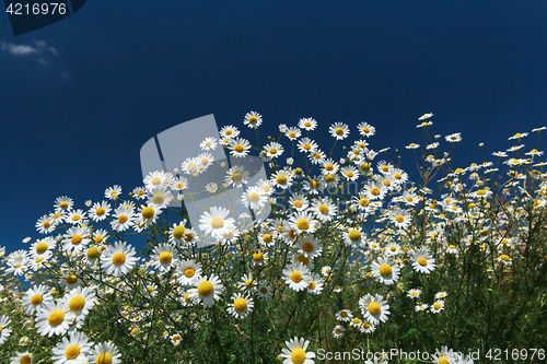 Image of Daisies closeup on blue sky background.