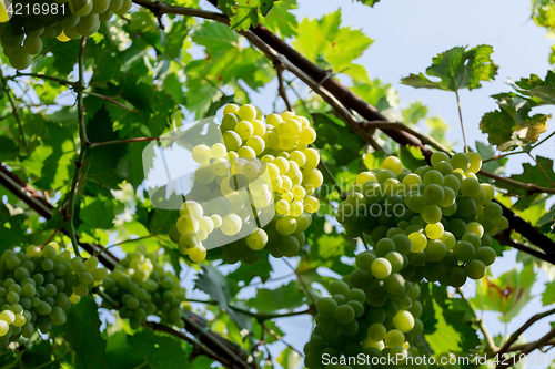 Image of Bunch of white grapes