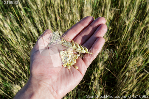 Image of Agronomist is holding grain