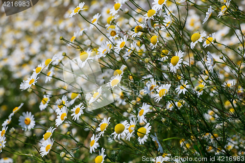 Image of Wild chamomile flowers on a field sunny day.