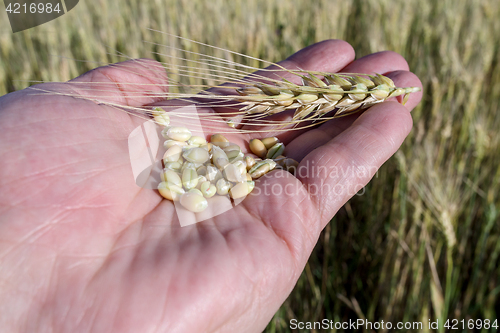 Image of Agronomist is holding grain