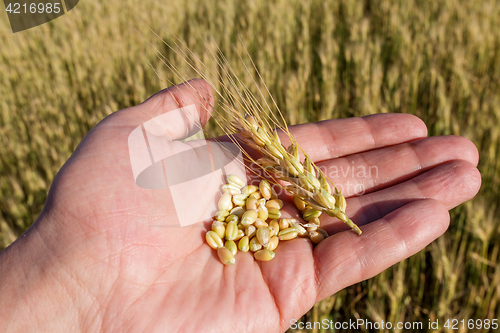 Image of Agronomist is holding grain