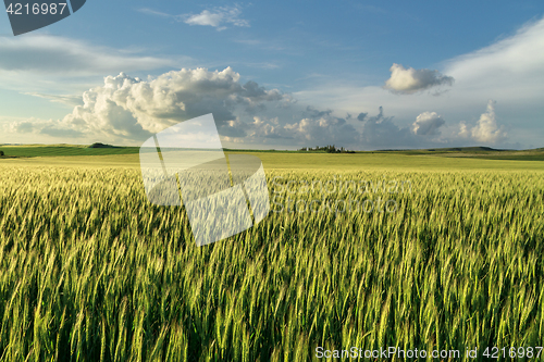 Image of field of green wheat