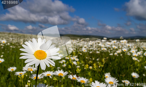 Image of Daisies closeup on blue sky background.