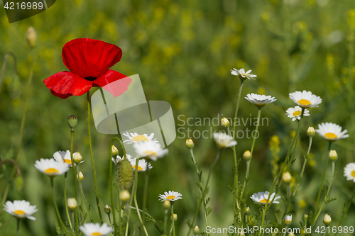 Image of Single flower of wild red poppy on blue sky background with focus on flower