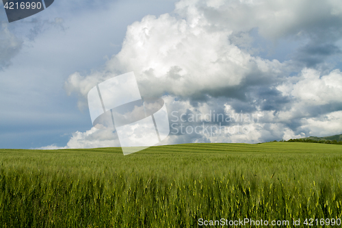 Image of field of green wheat