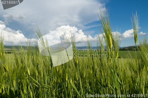 Image of ears of ripe wheat