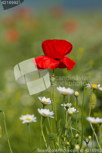 Image of Lonely flower of wild red poppy on blue sky background with focus on flower