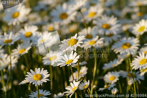 Image of field daisy closeup