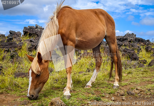 Image of Horse in easter island field