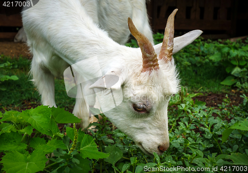 Image of White goat