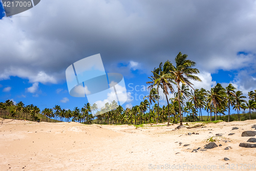 Image of Palm trees on Anakena beach, easter island