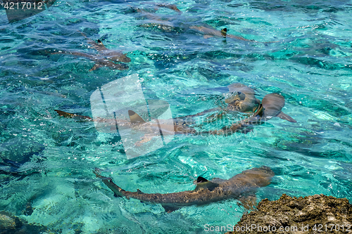 Image of Blacktip sharks in moorea island lagoon